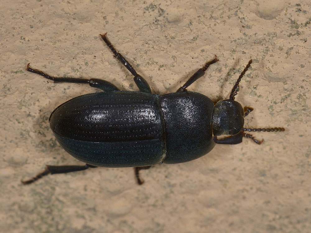 Pedinus meridianus